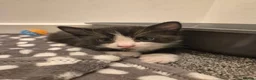 Domestic Shorthair cats for sale: 3 beautiful kittens in Kidderminster - Advert 10