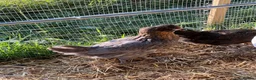 Chickens poultry for sale: Hybrid Hens - Point of Lay  - Advert 9