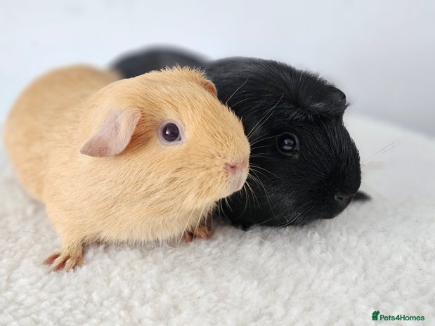 Guinea Pig rodents in Faringdon - Advert 8