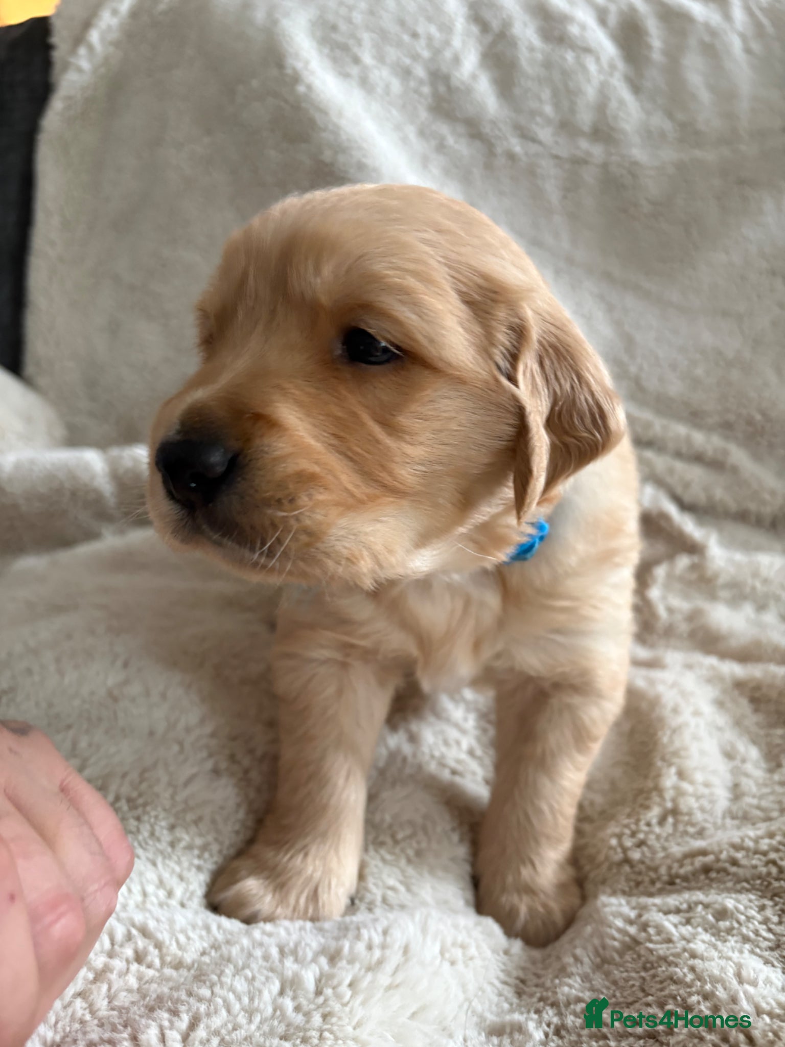 Golden Retriever dogs Dark golden retriever puppies kc reg 🐶🐾🦴 - Advert 10