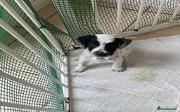 Mixed Breed dogs for sale:  Dalmaspoodles! Dalmation X springer/poodle pups - Image 10