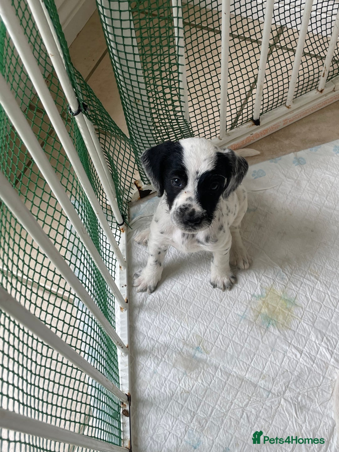 Mixed Breed dogs for sale:  Dalmaspoodles! Dalmation X springer/poodle pups - Image 10