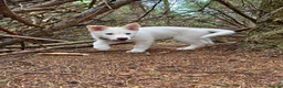 Shepsky dogs for sale: Stunning Shepsky Girl - Advert 10