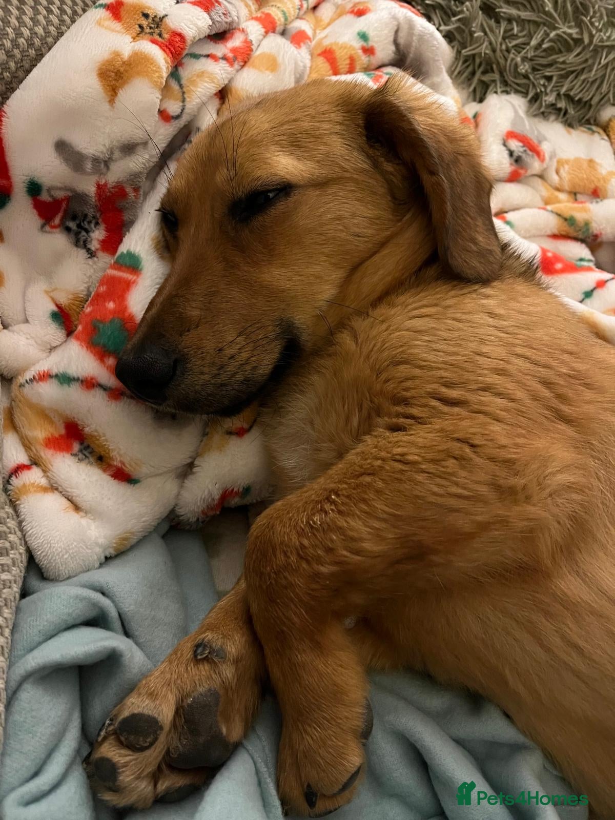 Mixed Breed dogs Meet Bozo - Advert 1