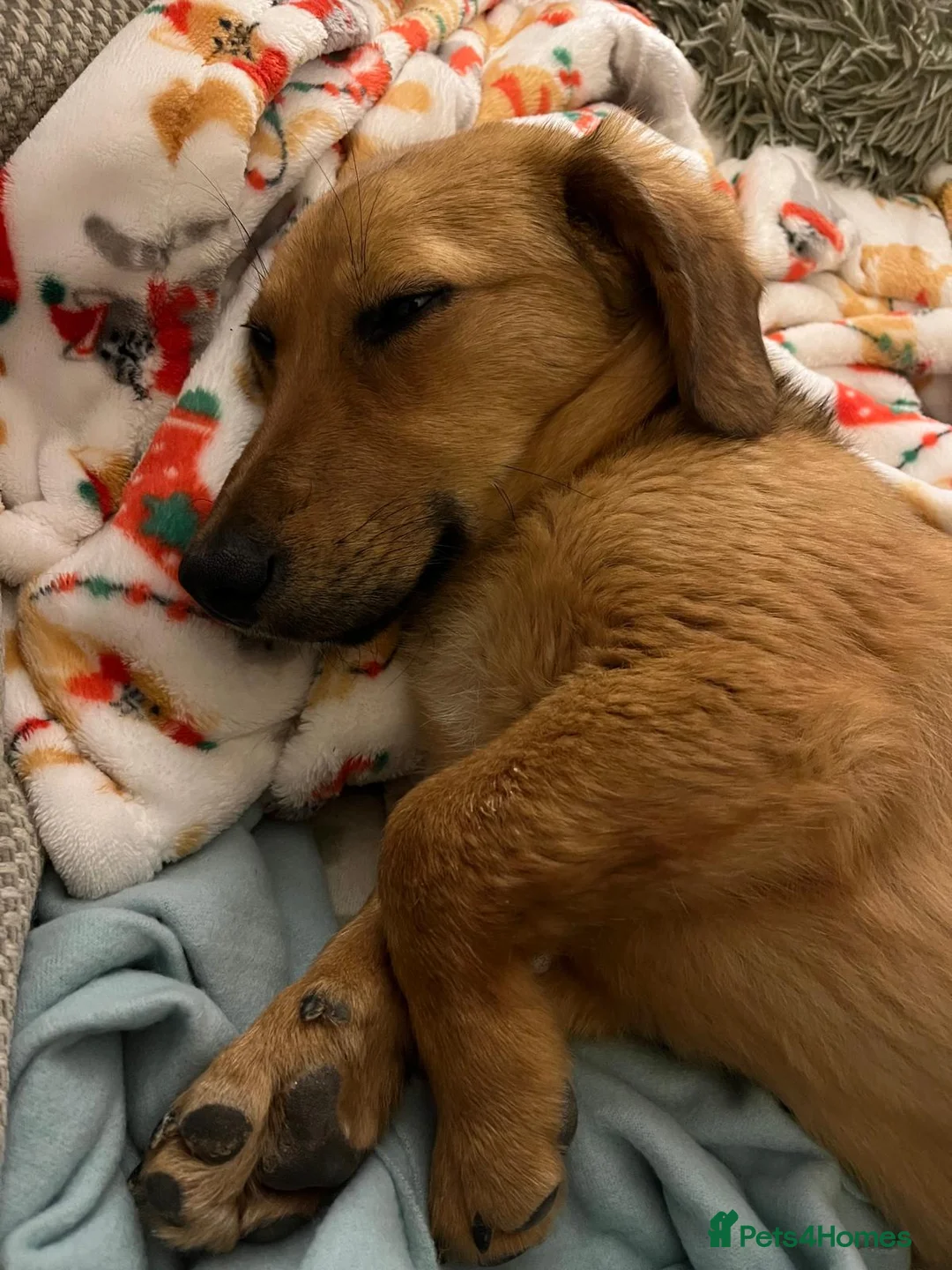 Mixed Breed dogs for adoption: Meet Bozo in Witney - Advert 1