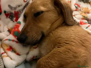 Mixed Breed dogs Meet Bozo - Advert 1