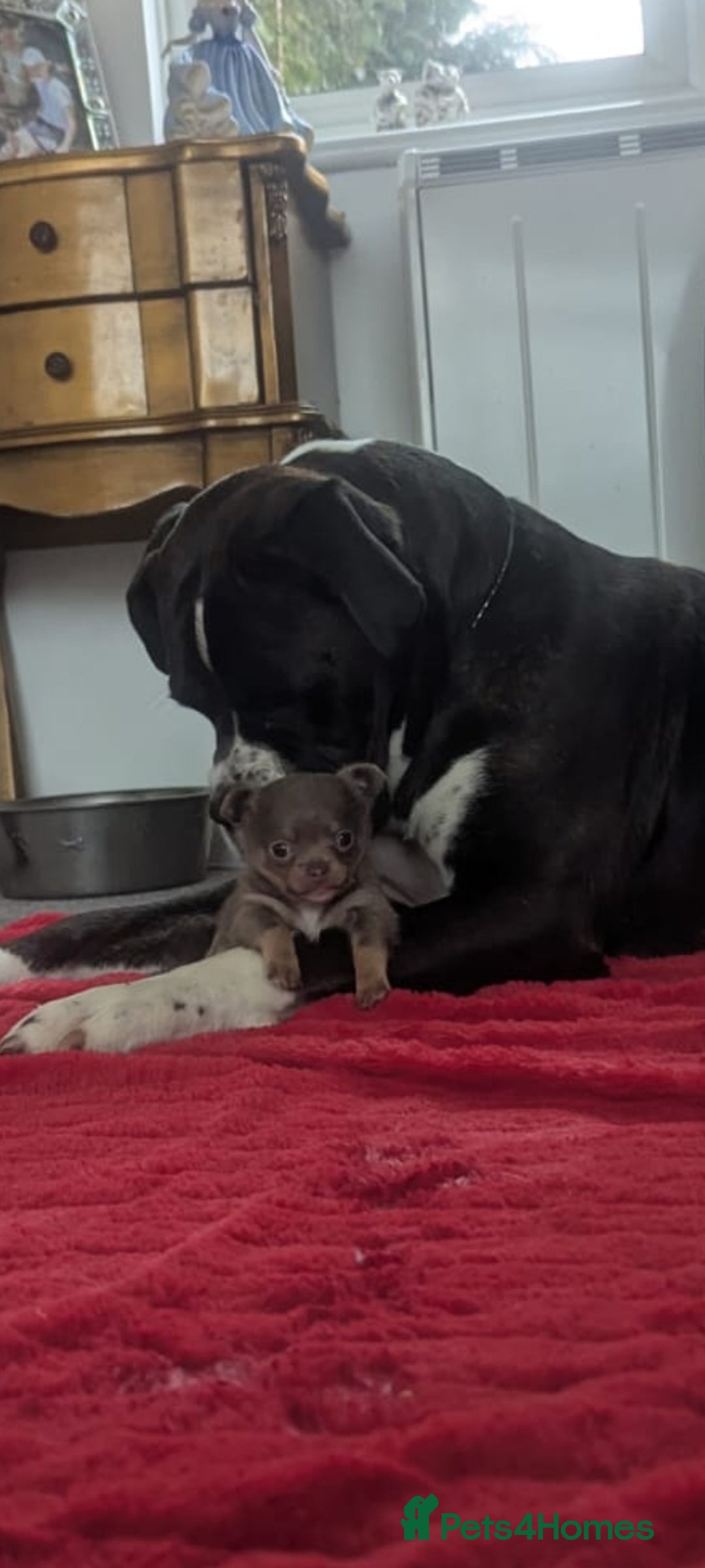 Chihuahua dogs for sale: Lilac and tan chihuahua boy ( ** ) - Advert 7