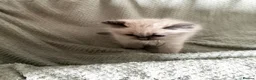 Ragdoll cats for sale: Beautiful pure ragdolls  - Advert 32