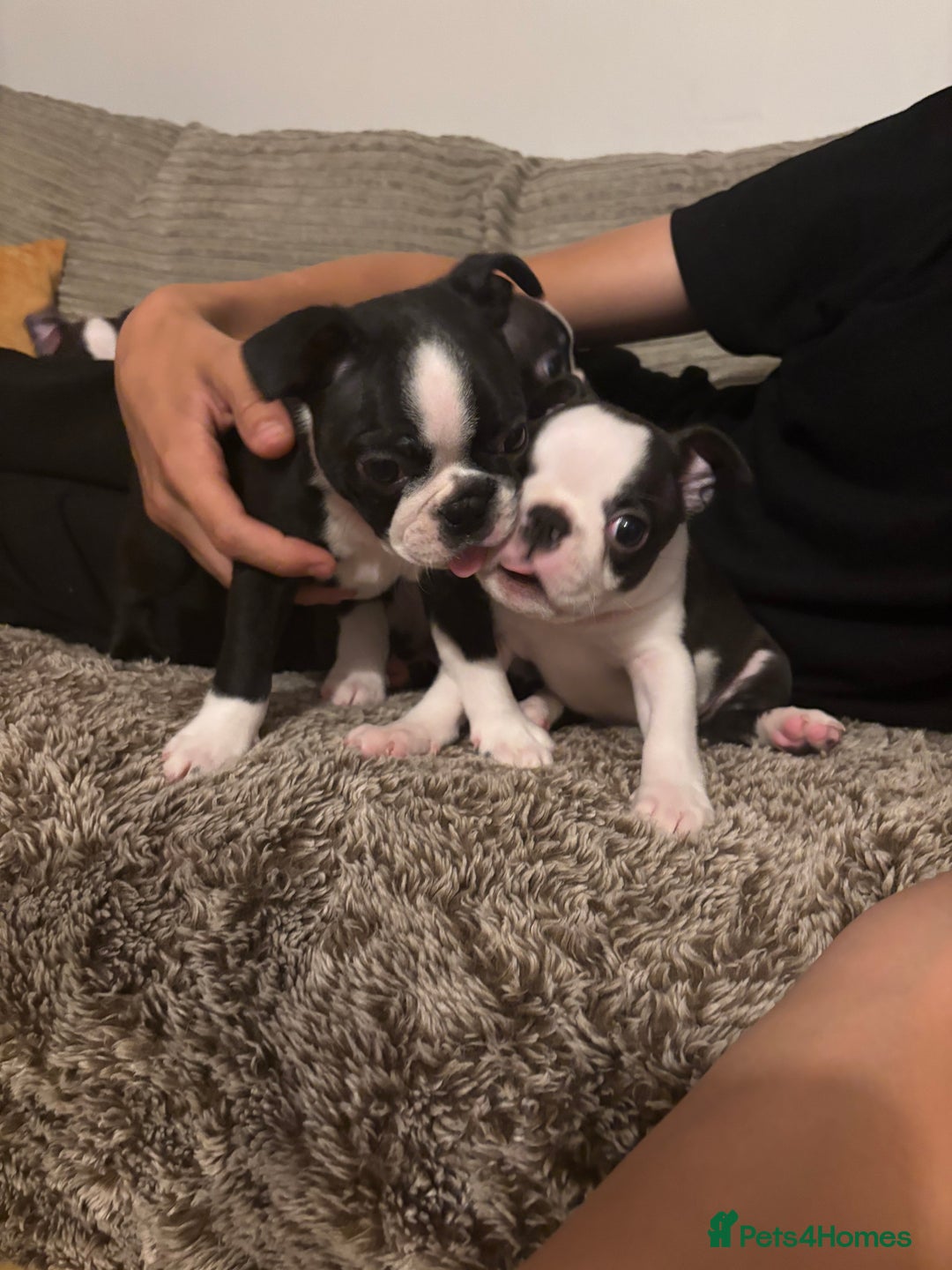 Boston Terrier dogs for sale: KC  Registered 🐕❤️🏠 Puupy 🐕💙🏠Boston Terrier  - Image 10