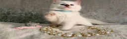 Ragdoll cats for sale: Stunning 🌟 Ragdoll Kittens 🌟  - Advert 6
