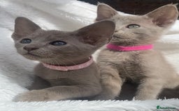 Mixed Breed cats for sale: Oriental X Siamese  - Image 28