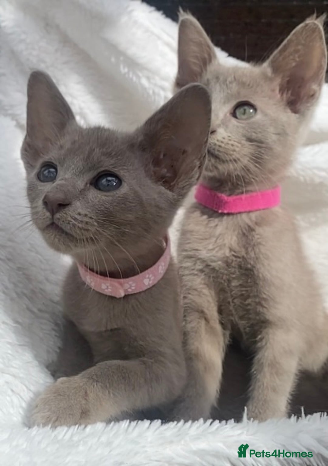 Mixed Breed cats for sale: Oriental X Siamese  - Image 28