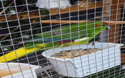 Parakeets birds for sale: Kakariki Parakeets  - Image 15