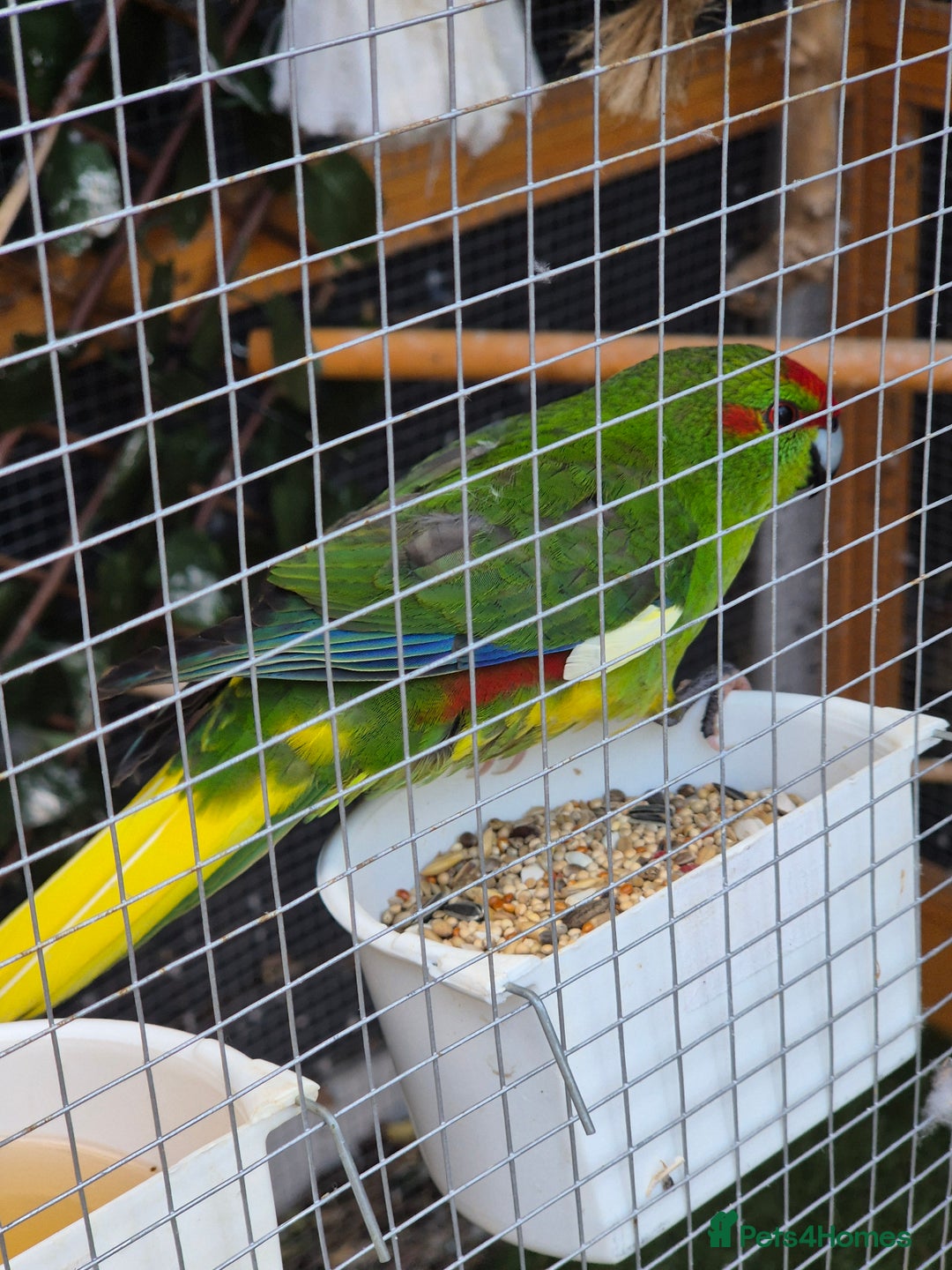 Parakeets birds for sale: Kakariki Parakeets  - Image 15