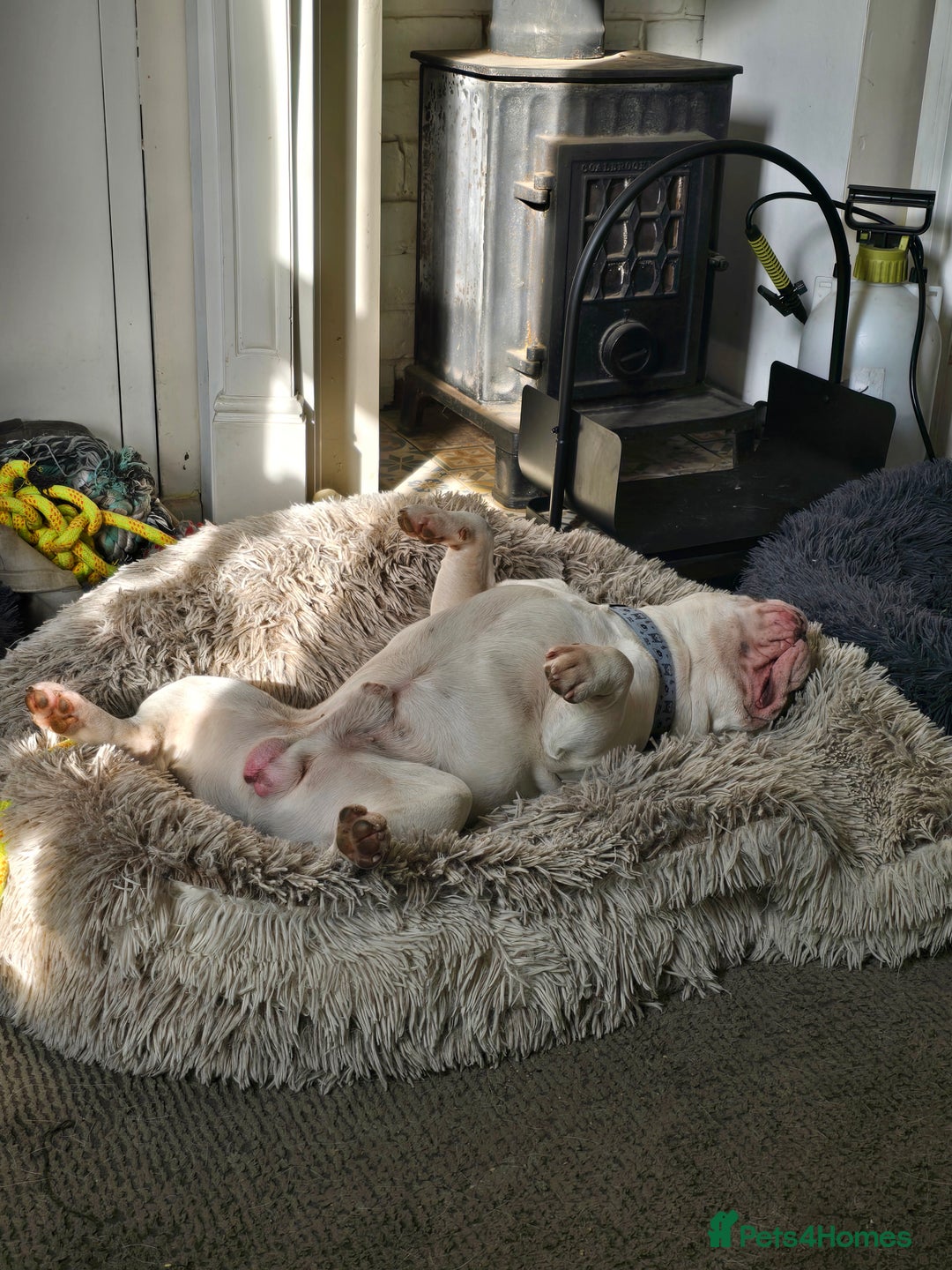 French Bulldog dogs for sale: Sad sale - Advert 8