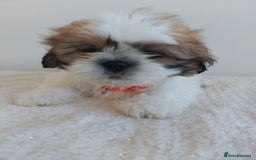 Shih Tzu dogs for sale: Beautiful Shih tzu puppies 🫶🏼 - Image 8