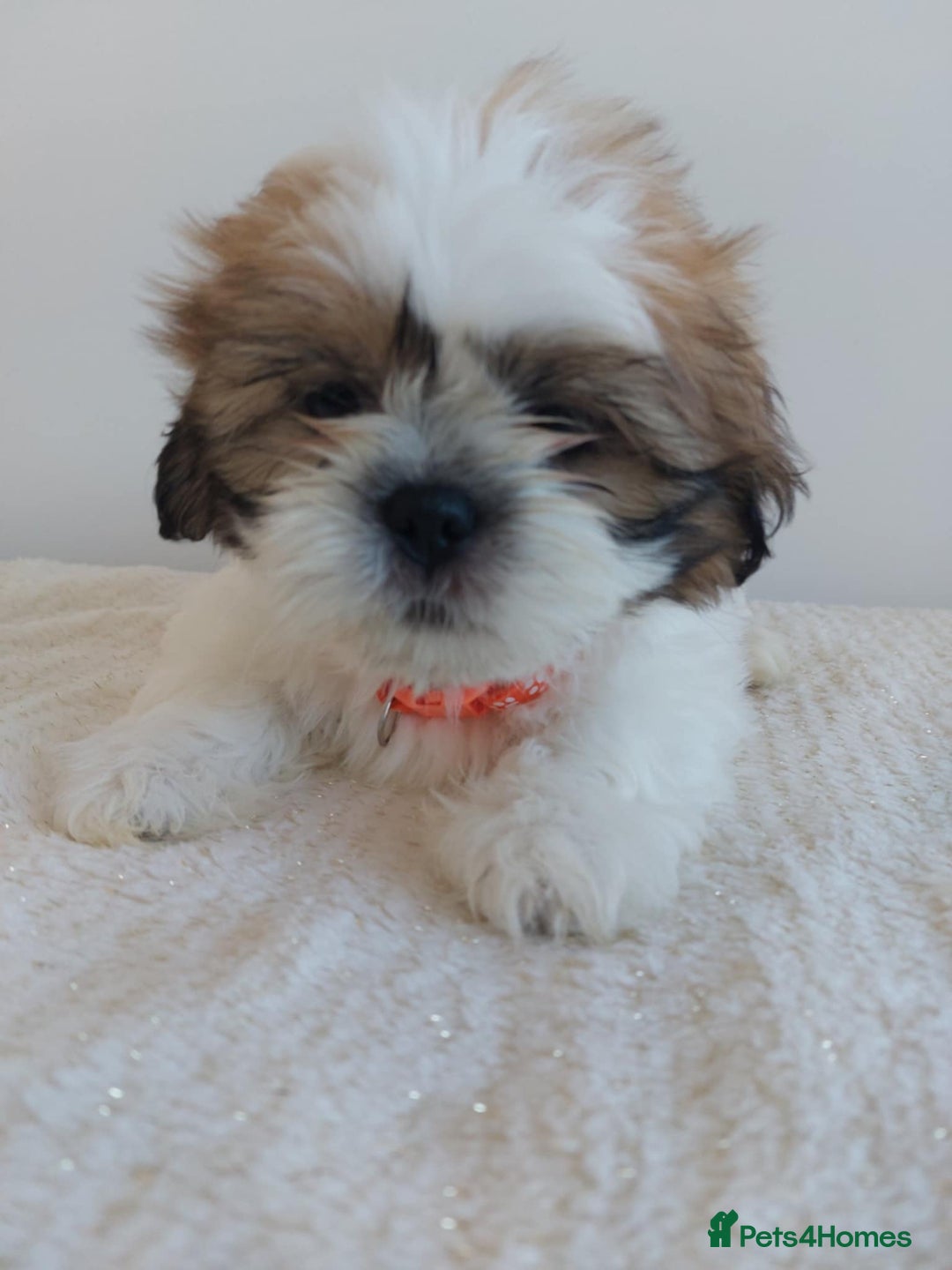 Shih Tzu dogs for sale: Beautiful Shih tzu puppies 🫶🏼 - Image 8