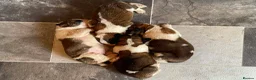 Saint Bernard dogs for sale: Saint Bernard‘s puppies - Advert 16