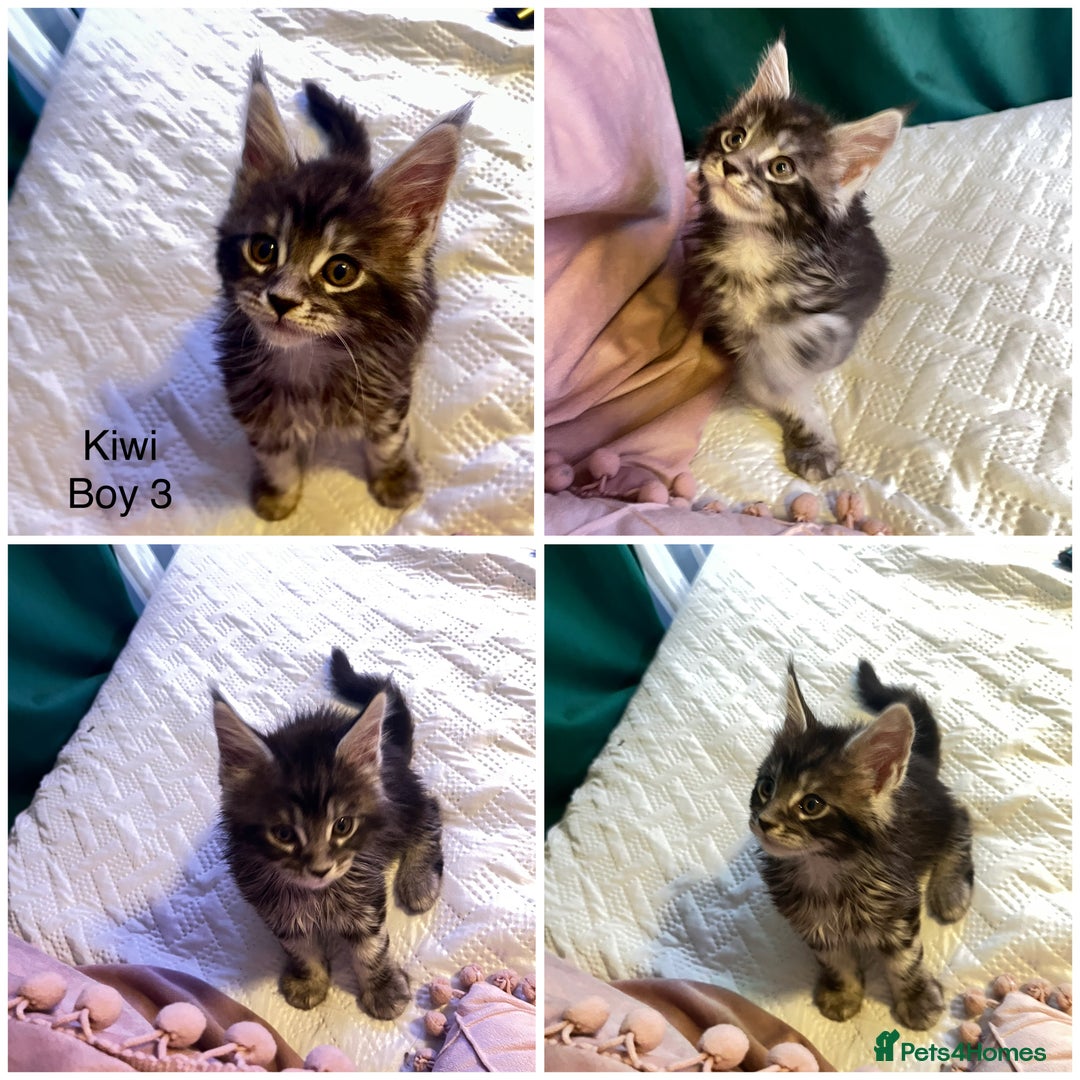 Maine Coon cats for sale: Gorgeous Black & Black Smoke kittens TICA parents - Image 7