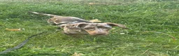 Miniature Dachshund dogs for sale: Meet Rolo, sweet little 6 month-old Dachshund - Advert 3