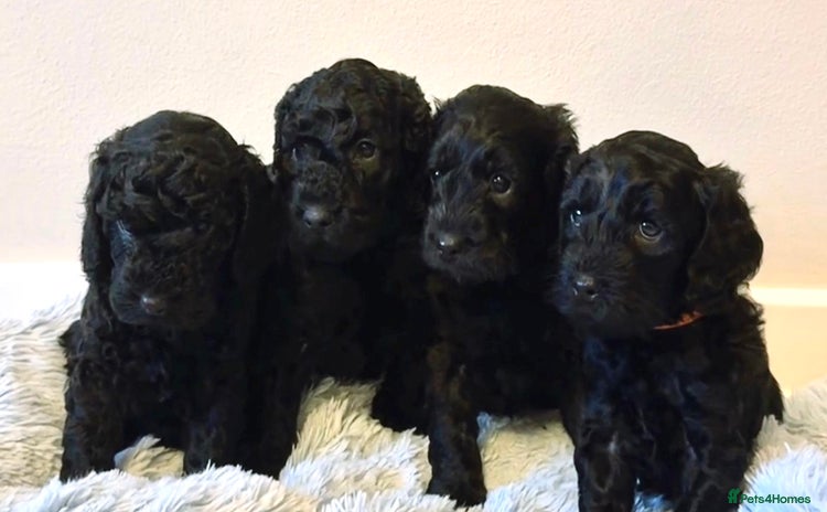 Cockapoo dogs 🖤BEAUTIFUL COCKAPOO FOR SALE🖤 - Advert 1