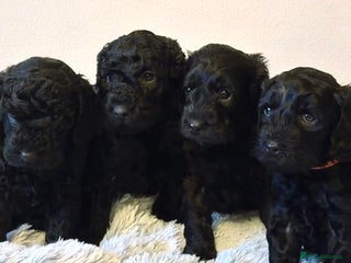 Cockapoo dogs 🖤BEAUTIFUL COCKAPOO FOR SALE🖤 - Advert 10