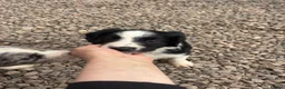 Mixed Breed dogs for sale: Black and White Sprollies 🤍🖤 - Advert 6