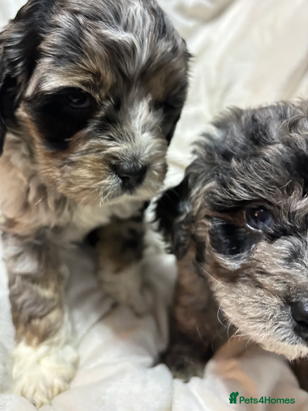 Cavapoo dogs for sale: Gorgeous Cavapoo Pups - Advert 7