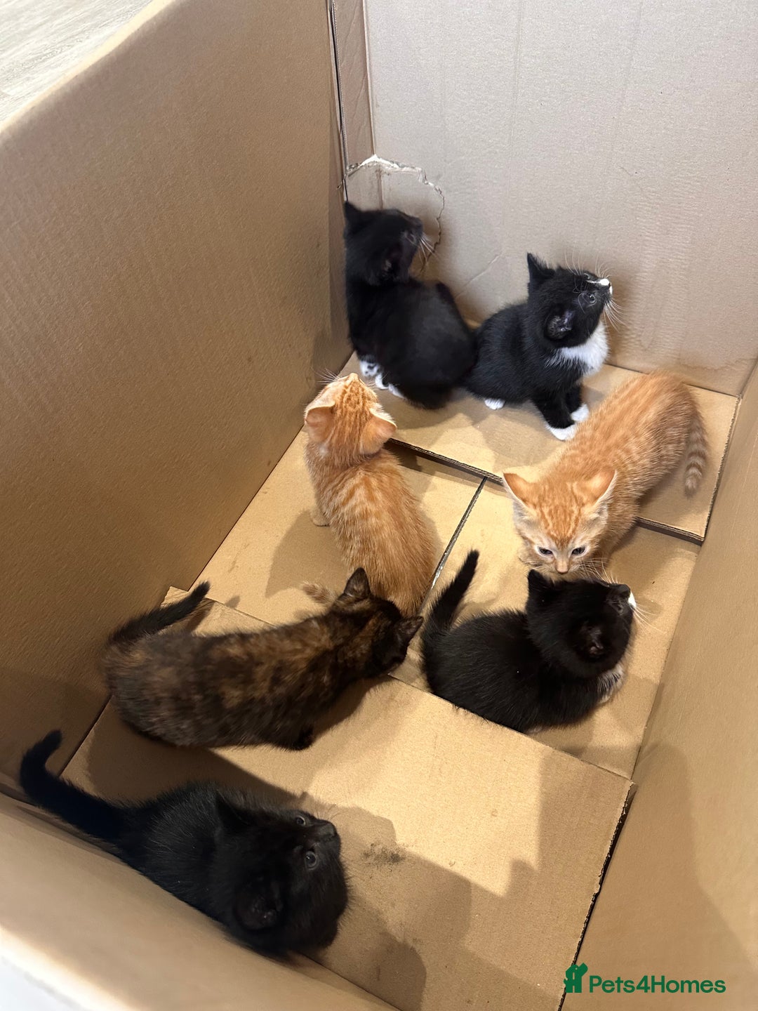Mixed Breed cats for sale: 7 beautiful kittens available. - Image 6