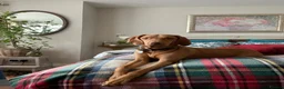Hungarian Vizsla dogs for sale: Beautiful Vizsla puppies (DOB18/4) 3 girls, 3 boys in Twickenham - Advert 11