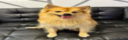 German Spitz dogs for sale: German spitz  - Advert 4