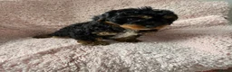 Cavapoo dogs for sale: Cavapoo f1 boy  - Advert 10