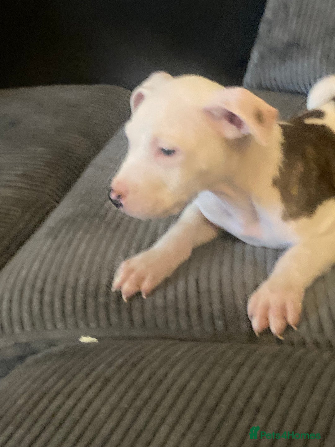 American Bulldog dogs for sale: american bulldog puppies - Image 12