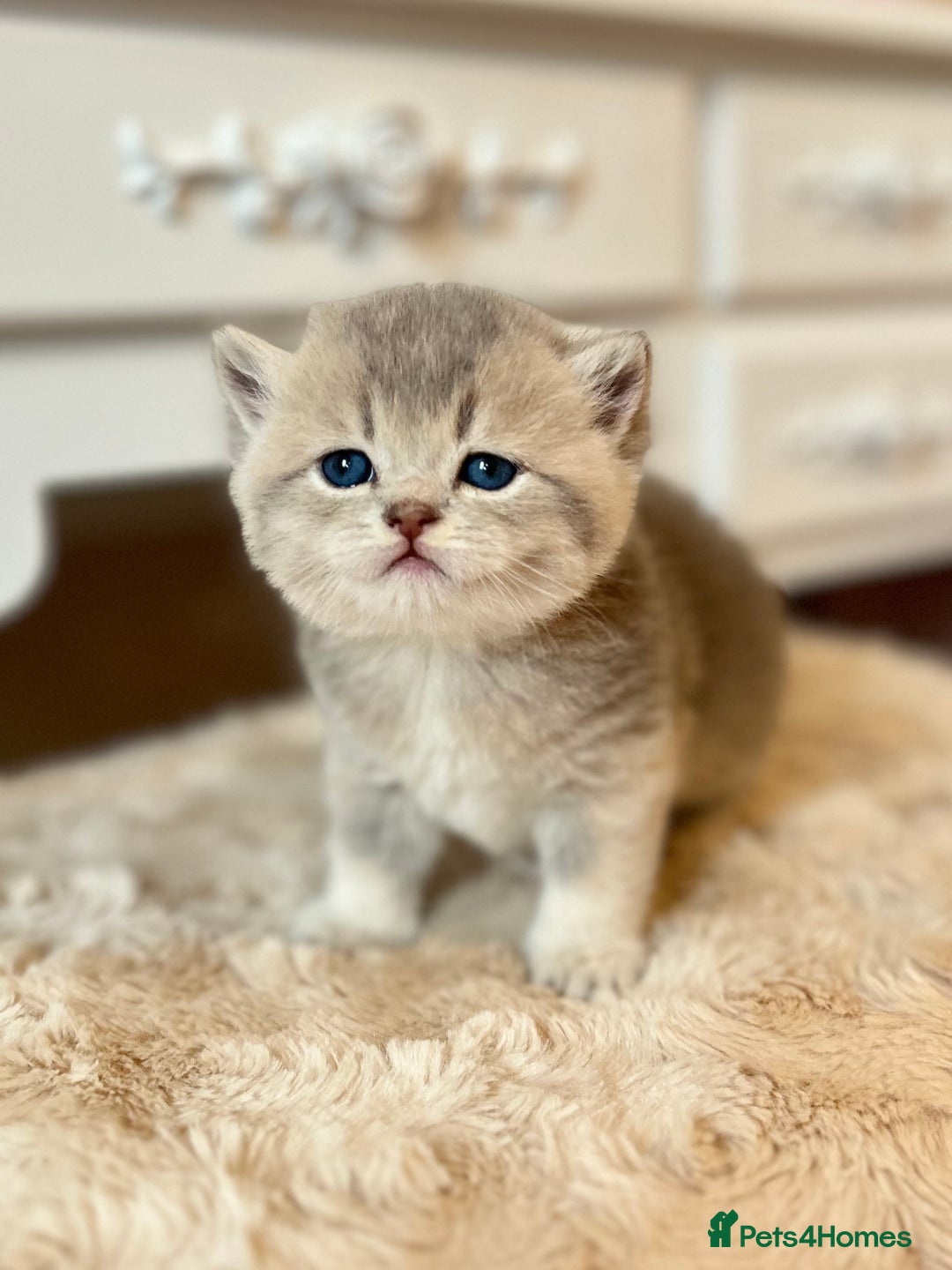 British Shorthair cats for sale: Stunning litter of 6 nuggets! - Advert 8
