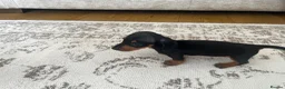 Miniature Dachshund dogs for sale: Miniature smooth haired Dachshund  in Tredegar - Advert 36