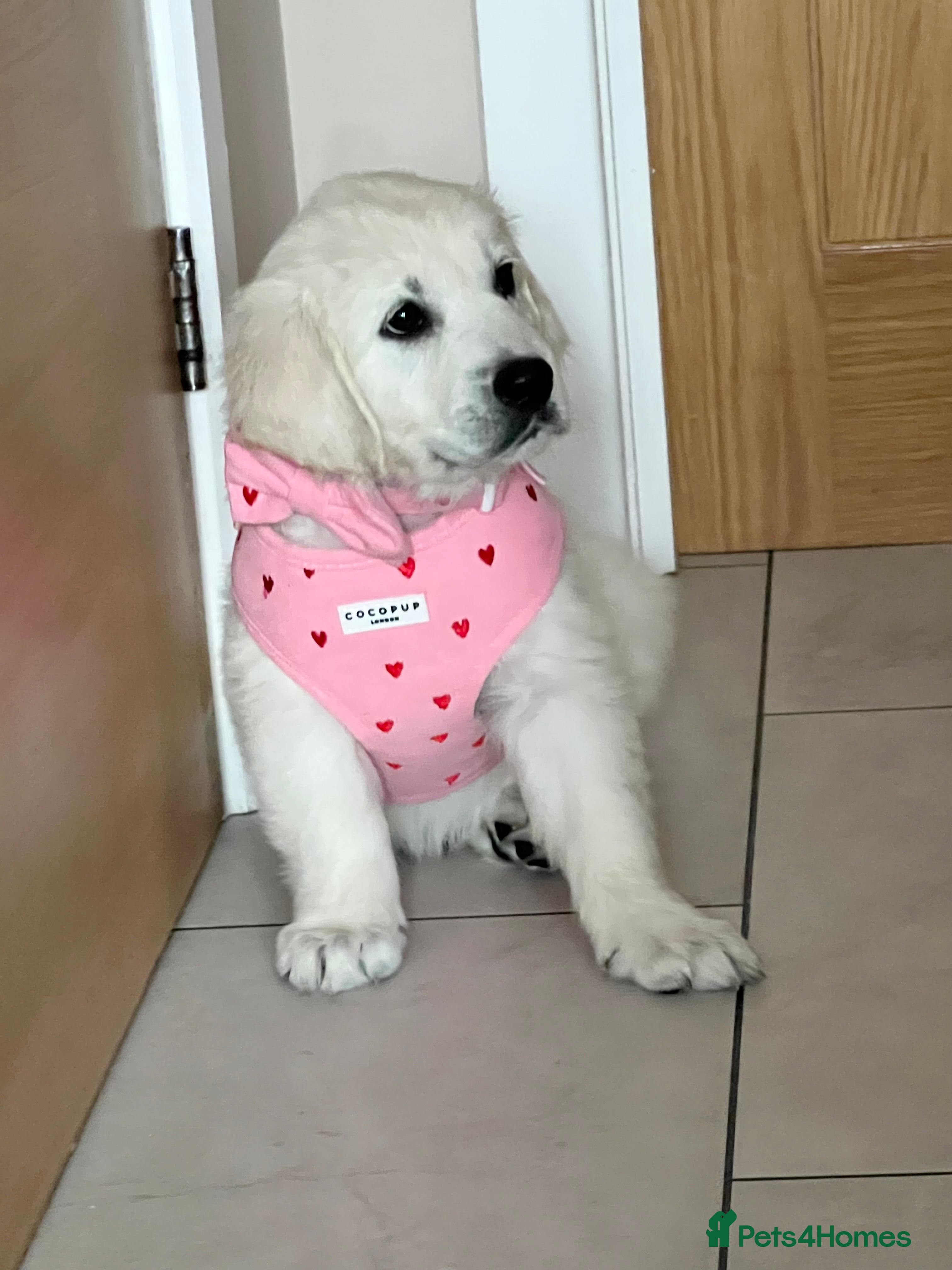 Golden Retriever dogs Clear Health Show Champion Pups 1 Boy Remaining - Advert 6