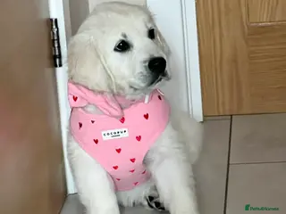 Golden Retriever dogs Clear Health Show Champion Pups 1 Boy Remaining - Advert 9