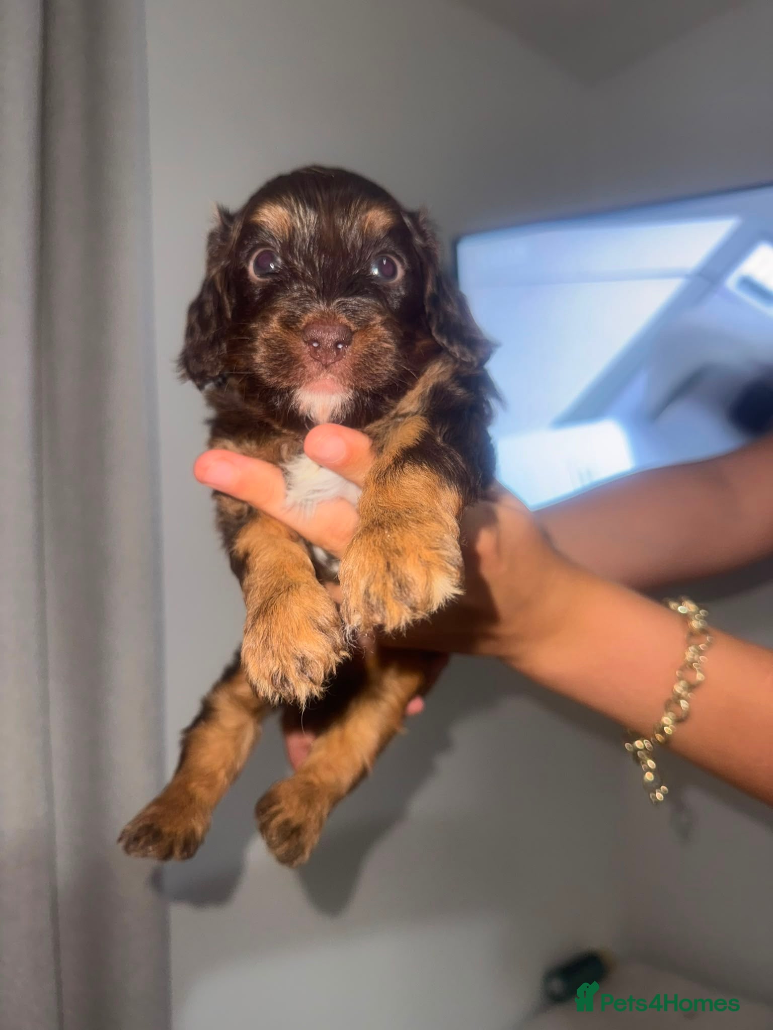 Cavapoo dogs F1 Cavapoos  - Advert 6