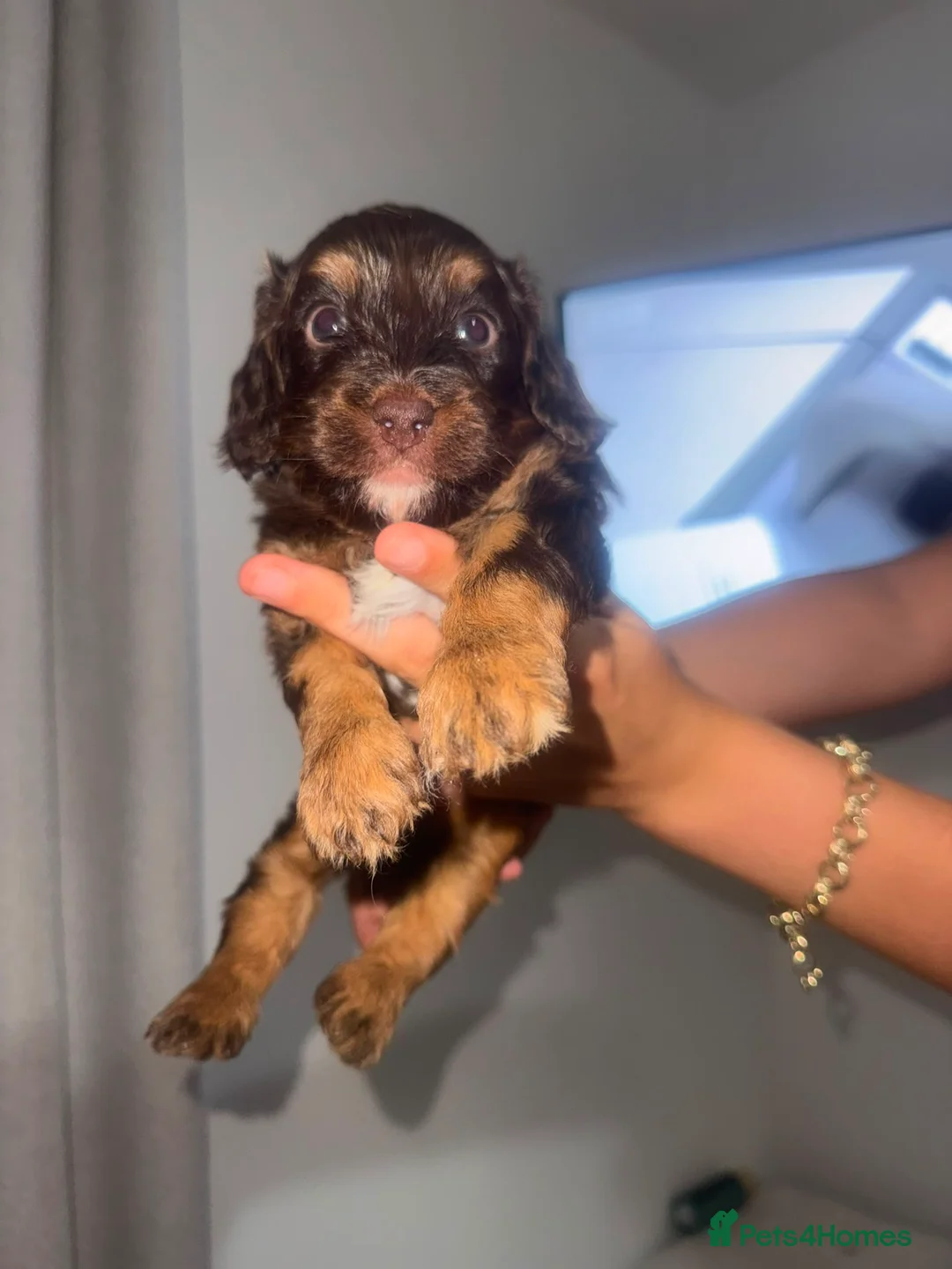 Cavapoo dogs for sale: F1 Cavapoos  - Advert 2