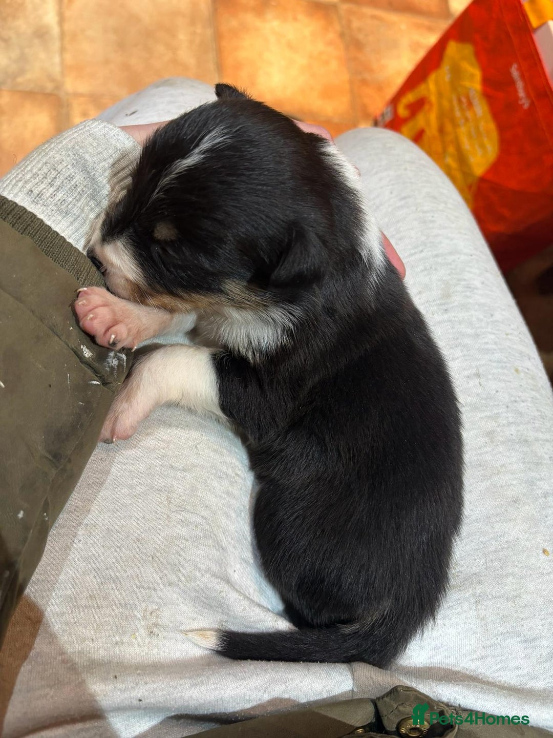 Border Collie dogs for sale: Stunning puppies. Parents health tested - Advert 18