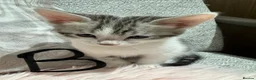 Bengal cats for sale: Bengal X kittens  in Bristol - Advert 22