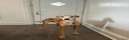 Lurcher dogs for sale: 7 week old lurcher puppies - Advert 3