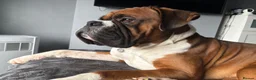 Boxer dogs for stud: Boxer dog for stud  - Advert 15