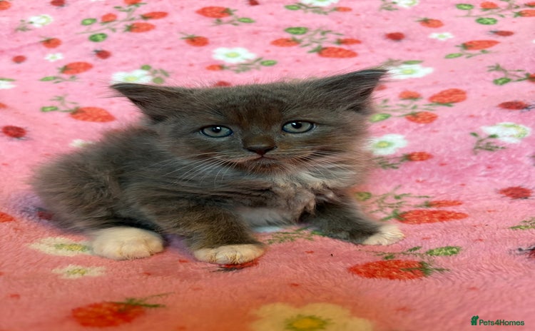 Persian cats - Advert 7