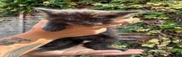 Maine Coon cats for sale: Pure Maine coon babies - Advert 10