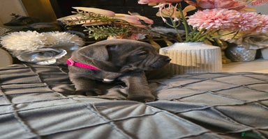Staffordshire Bull Terrier dogs - Advert 1