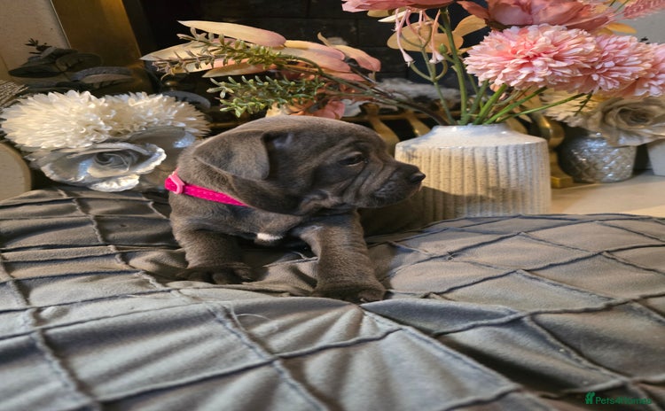 Staffordshire Bull Terrier dogs - Advert 5