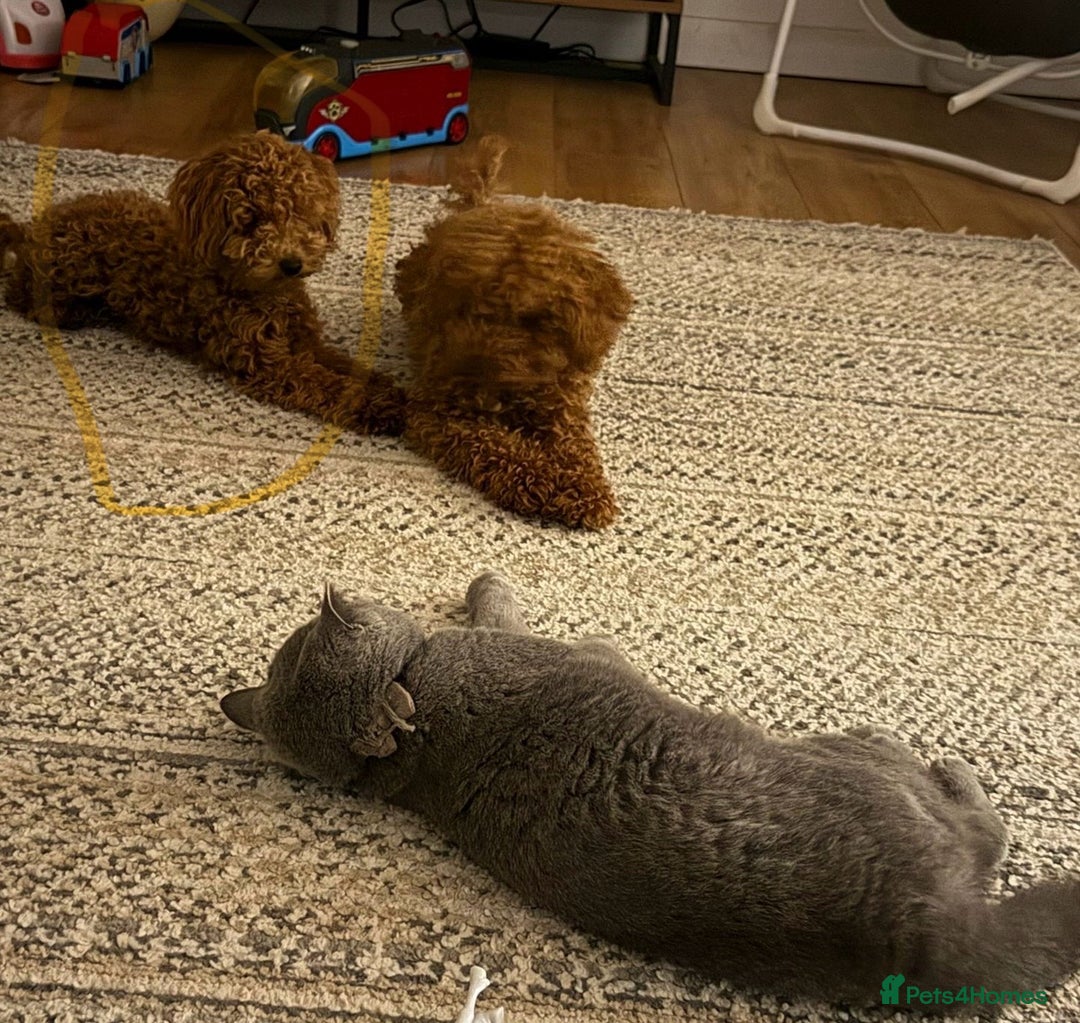 Toy Poodle dogs for sale: Our 10 Month Old Red Toy Poodle Waffle ❤️ - Advert 5