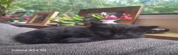 Mixed Breed cats for sale: Male and female  - Advert 5