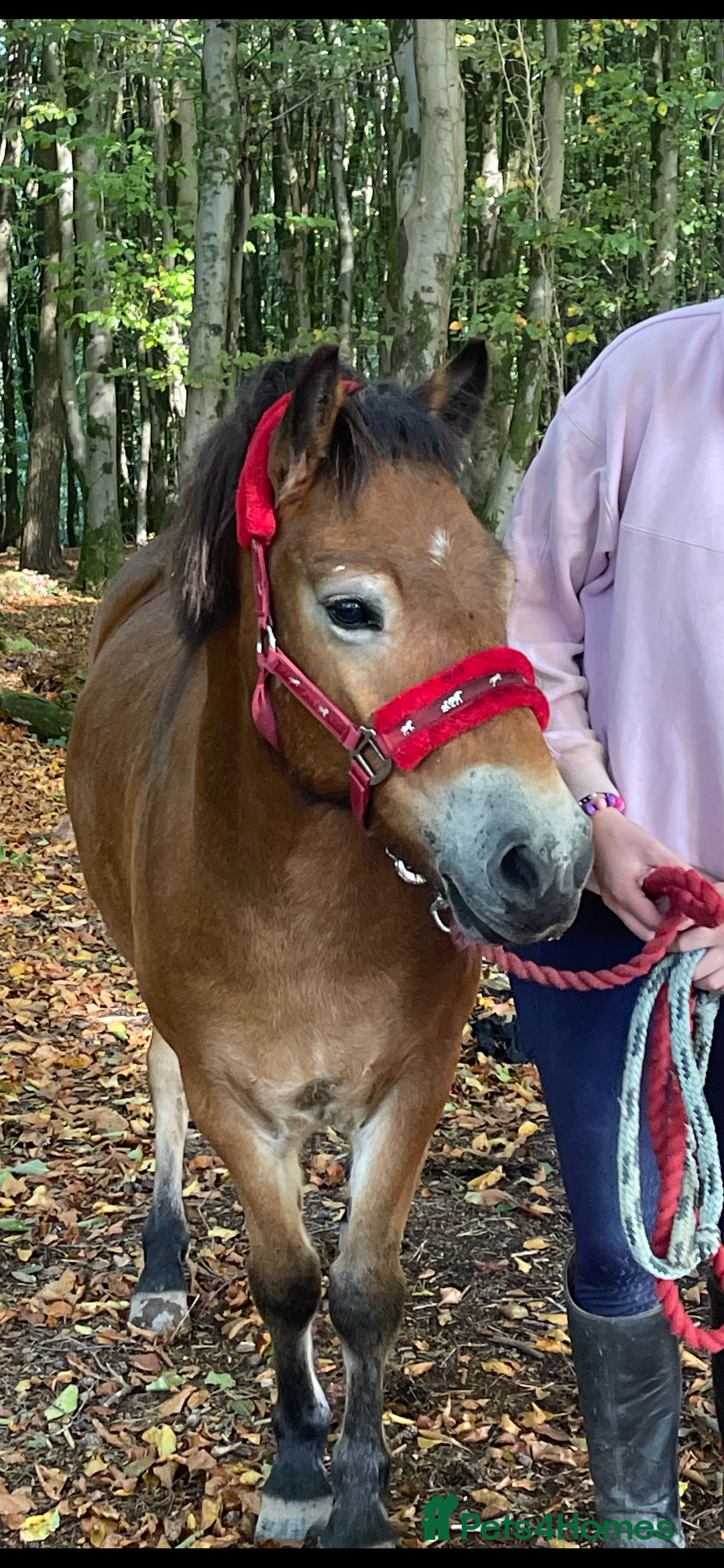 Exmoor horses for sale: Exmoor 12’1 gelding rising 6 drafted as a foal  - Advert 4